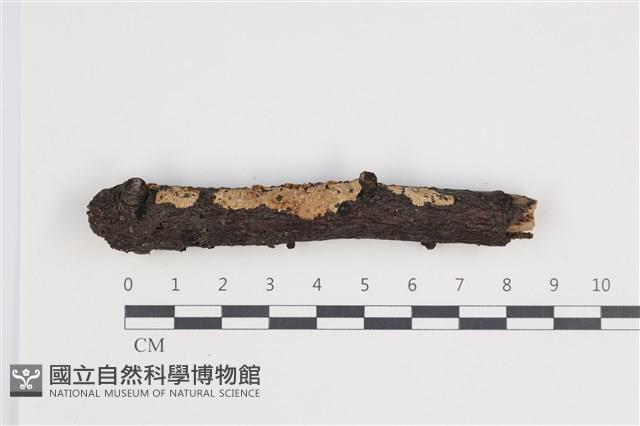 登錄號:F0035476藏品圖，第1張
