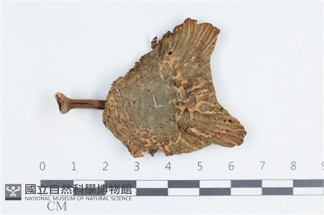 Accession Number:F0038776 Collection Image, Figure 1, Total 3 Figures