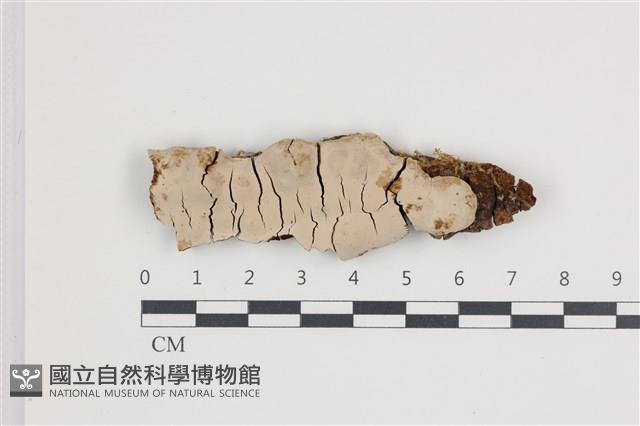 登錄號:F0035776藏品圖，第1張