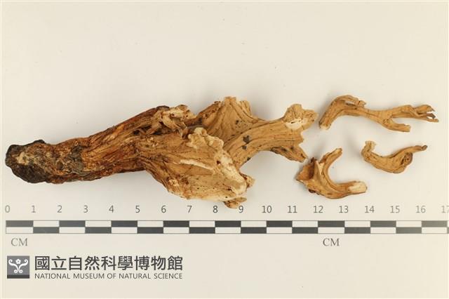 登錄號:F0003776藏品圖，第1張