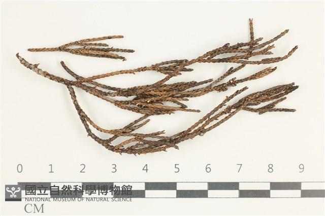 登錄號:F0038576藏品圖，第1張
