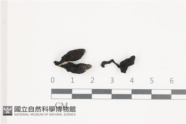 登錄號:F0036576藏品圖，第1張