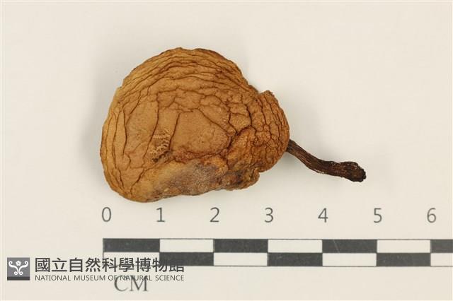 登錄號:F0037576藏品圖，第1張