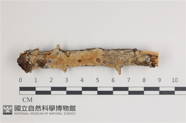 登錄號:F0035576藏品圖，第1張