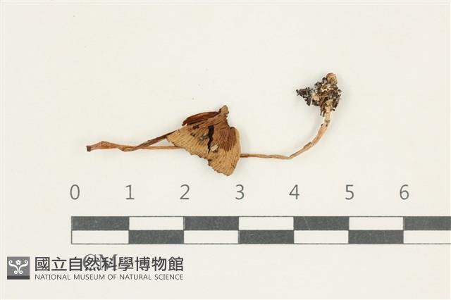 登錄號:F0038176藏品圖，第1張
