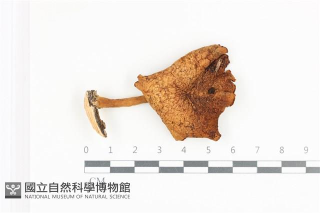 登錄號:F0036176藏品圖，第1張