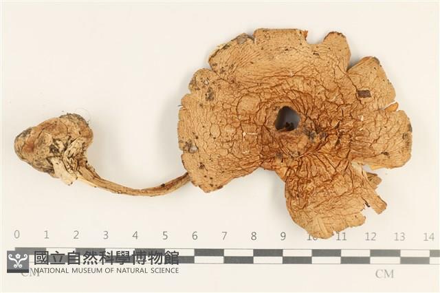 登錄號:F0037176藏品圖，第1張