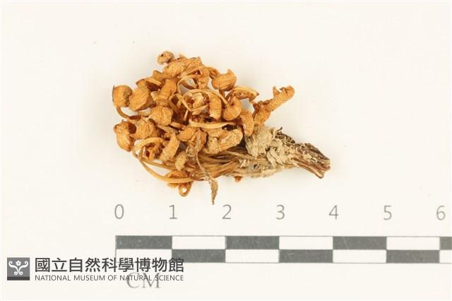 登錄號:F0038076藏品圖，第1張