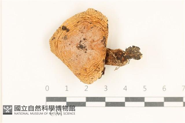登錄號:F0037076藏品圖，第1張