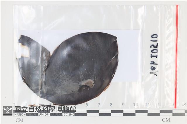 登錄號:F0035076藏品圖，第1張