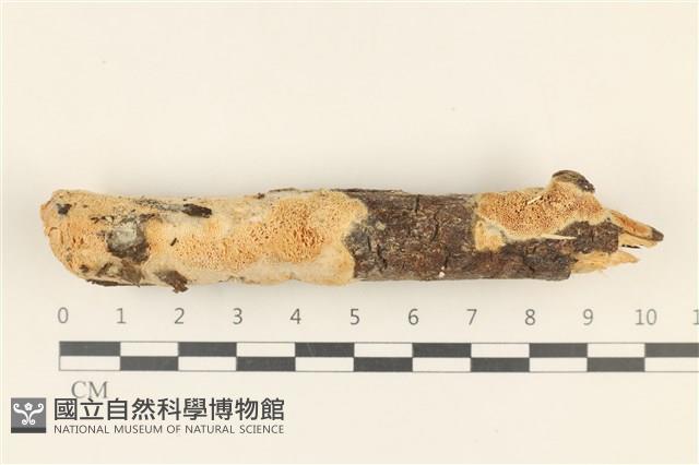 登錄號:F0019076藏品圖，第1張