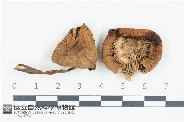 登錄號:F0039076藏品圖，第1張