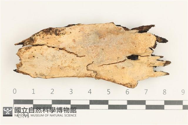 登錄號:F0038376藏品圖，第1張