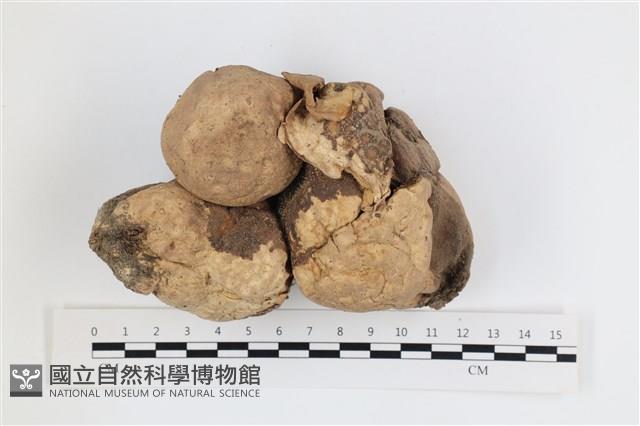 紫色禿馬勃藏品圖，第1張