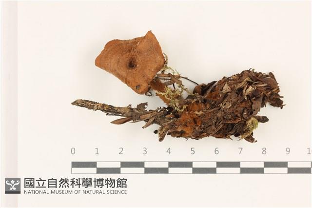 登錄號:F0037376藏品圖，第1張