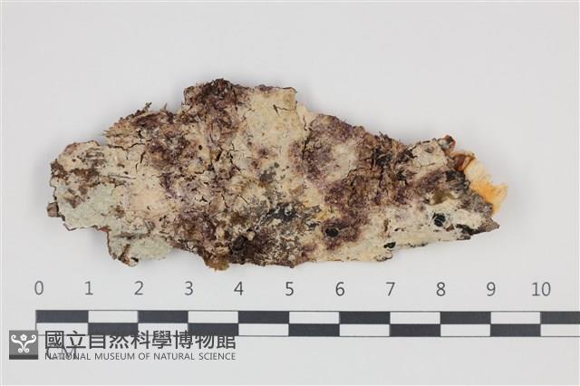 登錄號:F0035376藏品圖，第1張
