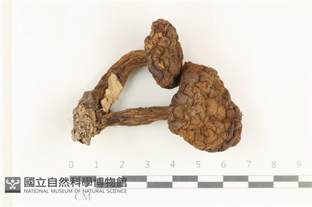 登錄號:F0038261藏品圖，第1張