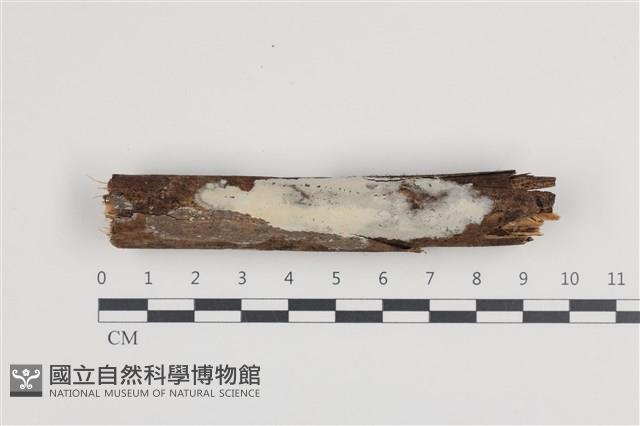 登錄號:F0036261藏品圖，第1張