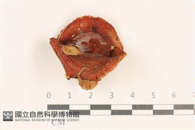 登錄號:F0037261藏品圖，第1張