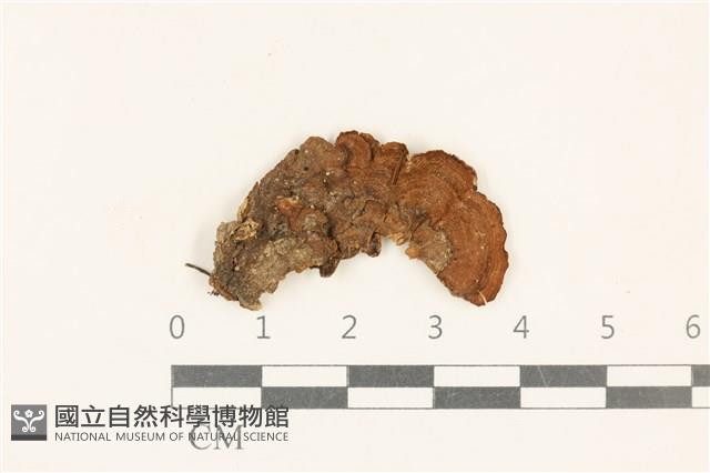 登錄號:F0018861藏品圖，第1張