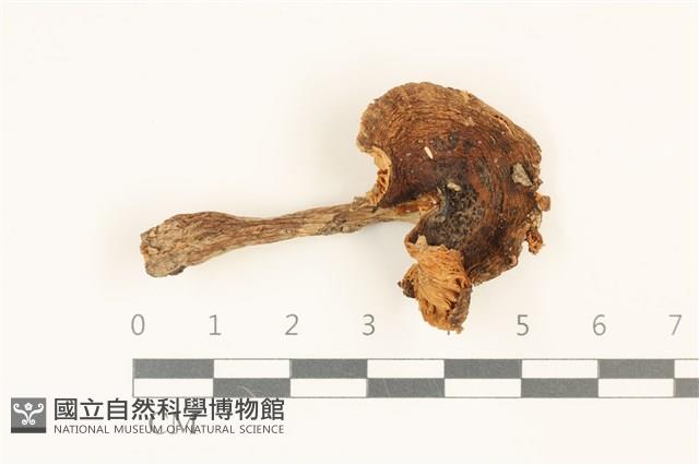 登錄號:F0036861藏品圖，第1張
