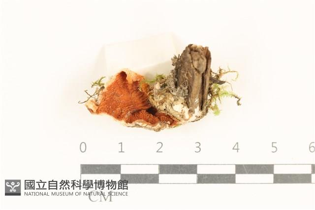 登錄號:F0017861藏品圖，第1張