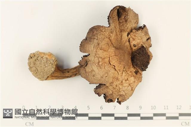 傘菌屬藏品圖，第1張