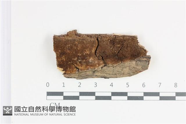 登錄號:F0035861藏品圖，第1張