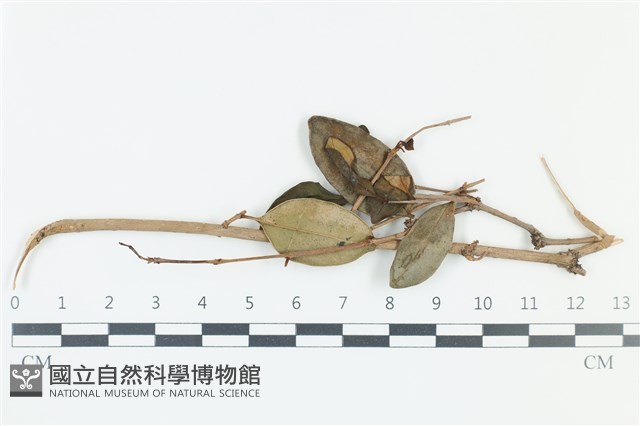登錄號:F0038961藏品圖，第1張