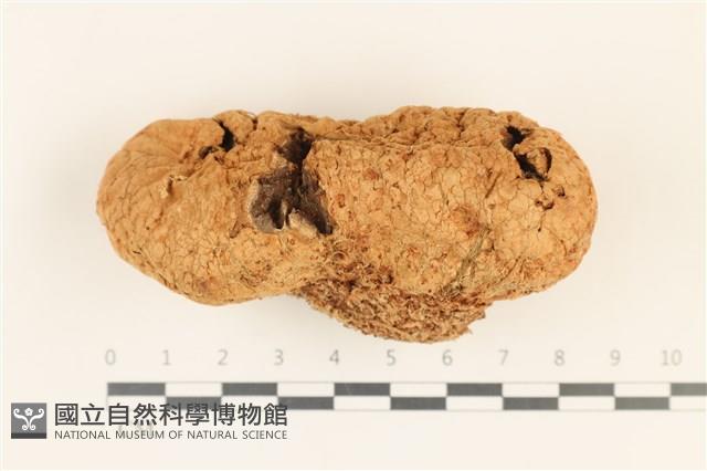 登錄號:F0036961藏品圖，第1張
