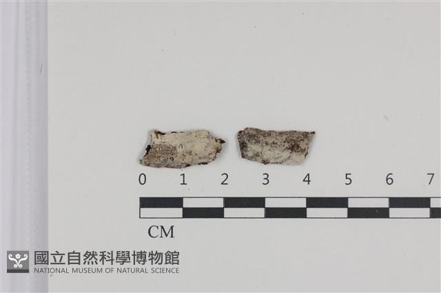 絲齒菌屬藏品圖，第1張