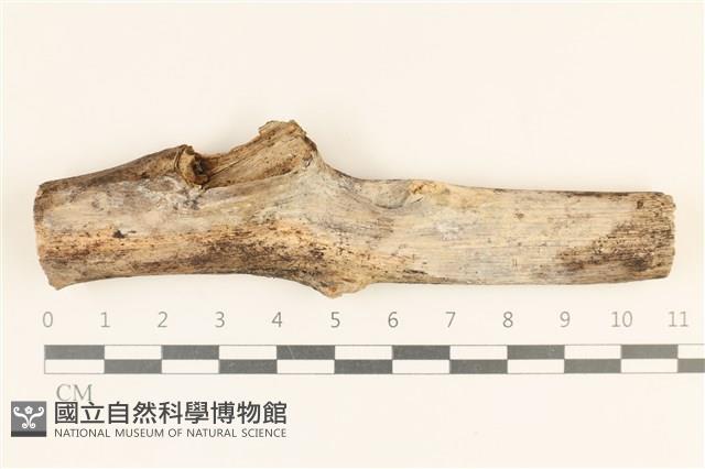 粗糙孢菌屬藏品圖，第1張
