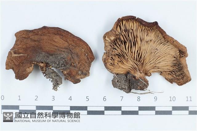 登錄號:F0038661藏品圖，第1張