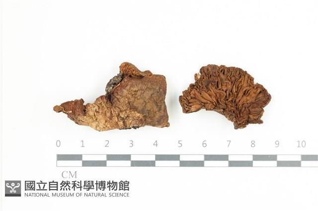 登錄號:F0036661藏品圖，第1張