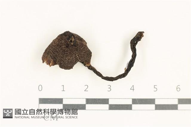 登錄號:F0037661藏品圖，第1張