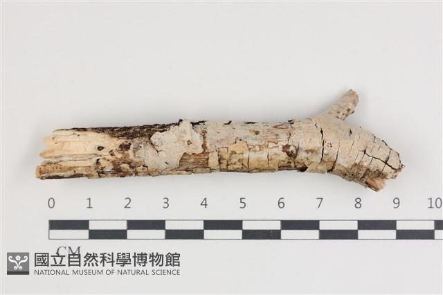 登錄號:F0035661藏品圖，第1張