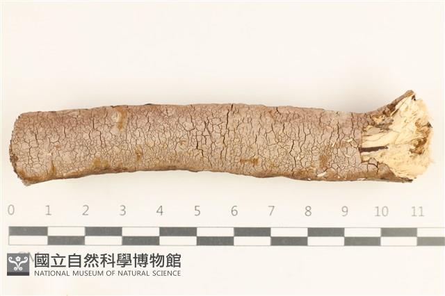 刺革菌屬藏品圖，第1張