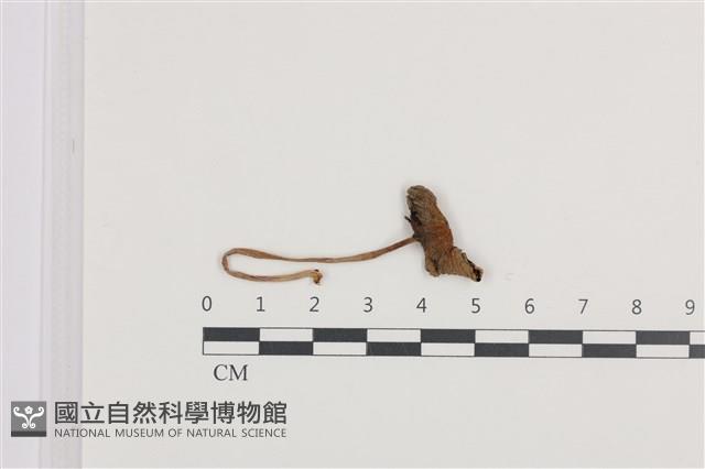 鬼傘屬藏品圖，第1張