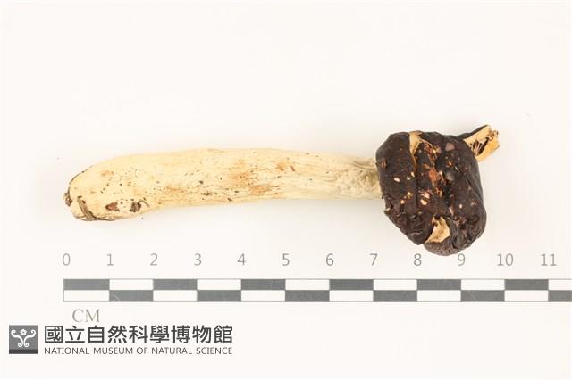 登錄號:F0037461藏品圖，第1張