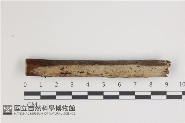 登錄號:F0035461藏品圖，第1張