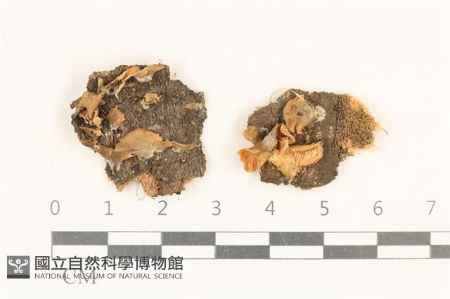 登錄號:F0018761藏品圖，第1張