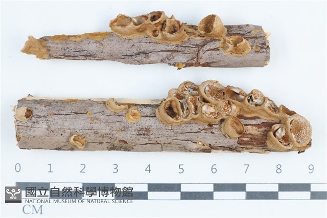 登錄號:F0038761藏品圖，第1張
