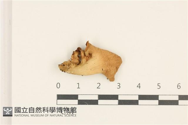 登錄號:F0036761藏品圖，第1張