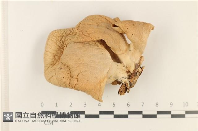 登錄號:F0037761藏品圖，第1張