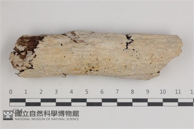 登錄號:F0035761藏品圖，第1張