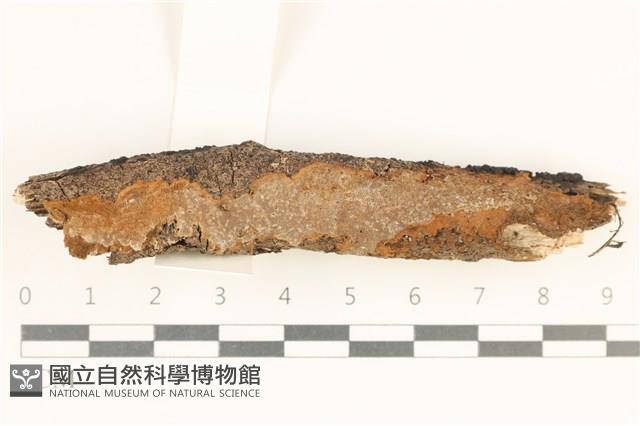 登錄號:F0038561藏品圖，第1張
