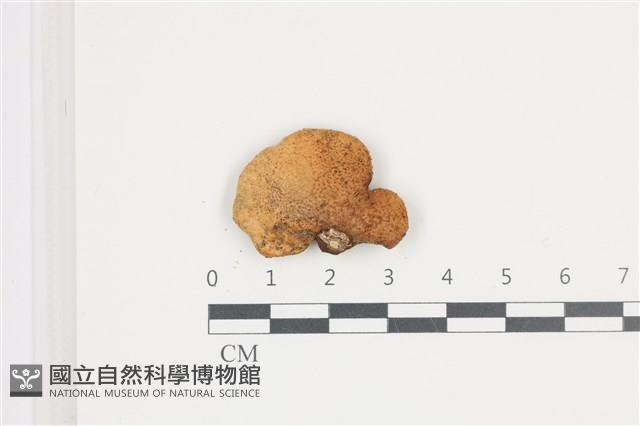登錄號:F0036561藏品圖，第1張