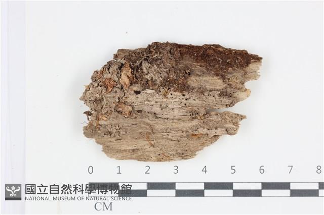 登錄號:F0035561藏品圖，第1張