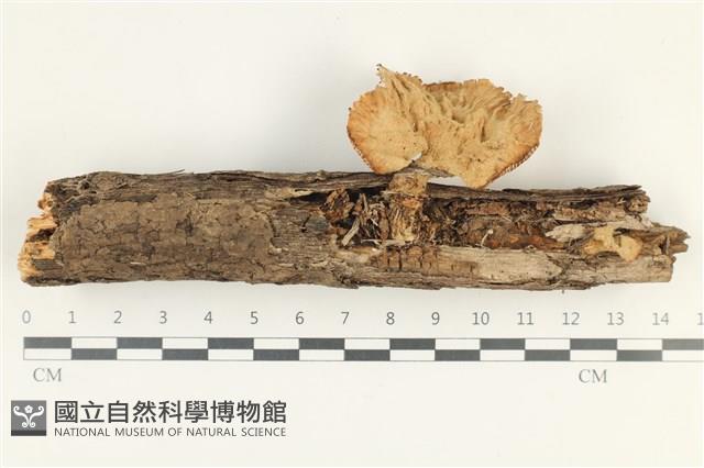 優雅波邊革菌藏品圖，第1張