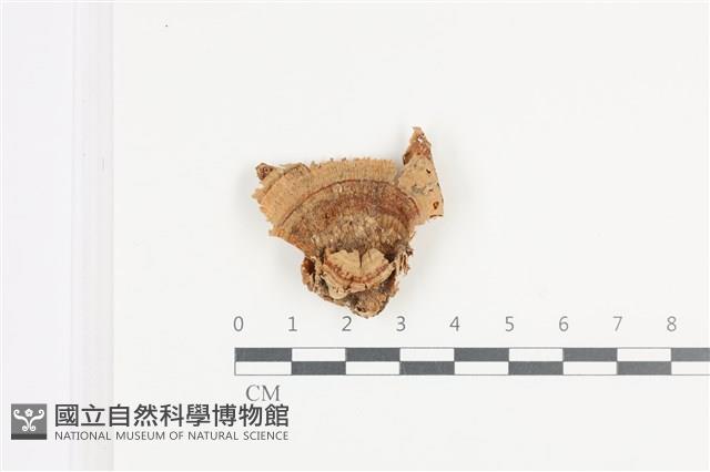 登錄號:F0036161藏品圖，第1張
